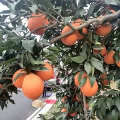 秭归县水田坝正宗脐橙长虹，纽荷尔