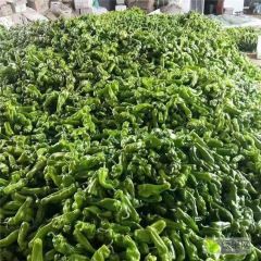 山东费县砀椒：薛庄镇刘海