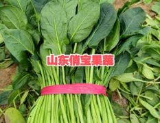 大叶菠菜✔高杆大菠菜✔25-45公分✔山东淄博高青✔万亩菠菜✔