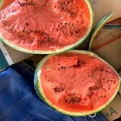 大吨位常年供应老挝甜王西瓜