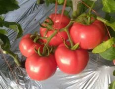 2024 年 陕西省泾阳县普罗旺斯水果西红柿，水果番茄小时候的味道