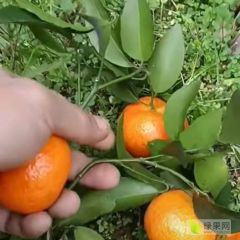 桂林永福砂糖橘