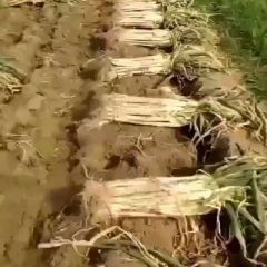 大葱大量上市，质量好，价格低，货源充足