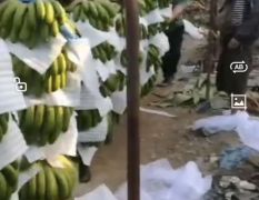 精品香蕉大量上市