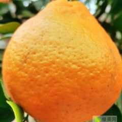 现摘现销 绿色美味耙耙柑