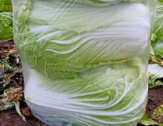 大棚白菜基地