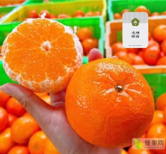 2022年云南永胜沃柑价格