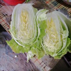 精品美都8424代发全国