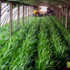 来自韭菜之乡的诱惑你值得拥有~~