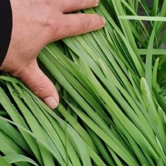 大量供应:安徽省亳州市谯城大棚雪韭,一手货源,一次合作,终生朋友!