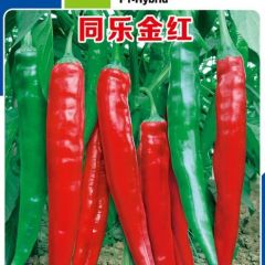 同乐金红高产优质鲜食腌渍椒泡椒高产辣椒种子