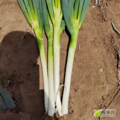 山东平度铁杆大葱