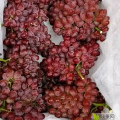 优质克伦生葡萄种植基地