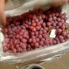 河北涿鹿红提上市了