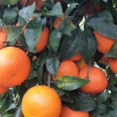 广西南宁坛洛沃柑大量供应