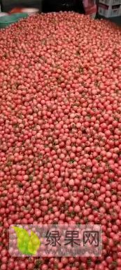 山东聊城莘县圣女果大量上市