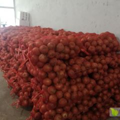 优质黄葱 红葱80以上急卖