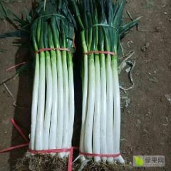 本处加工铁杆大葱，长期供应