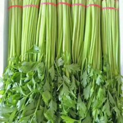 永年联邦农产品蔬菜批发李志伟香芹