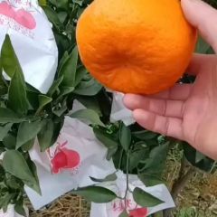 耙耙柑基地大量供应