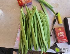 露地春季新鲜扁豆
