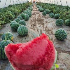 2022云南麒麟美都产地直采