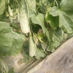 供应羊角蜜，博羊九