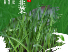 香河韭菜，中国国家地理标志商标