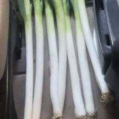 供应优质铁杆大葱