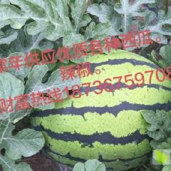 常年供应优质西瓜辣椒