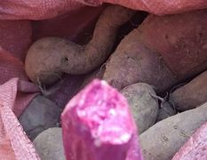 大量供应紫罗兰紫薯，电商货山东丘陵沙地紫薯