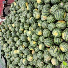 三月底 西瓜已要大量上市 甜王本地西瓜