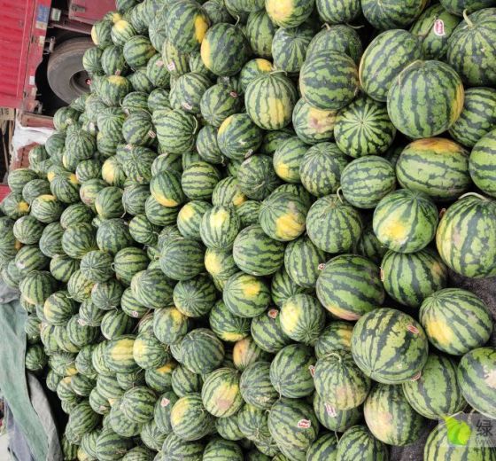 麒麟西瓜价格
