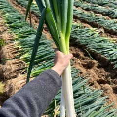 启东大葱产地直供一手货源加工厂直发