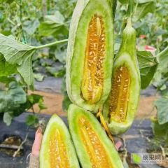 大量羊角蜜甜瓜需要的联系我