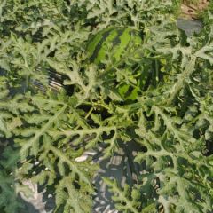 勐罕镇精品甜王联系电话15287255310