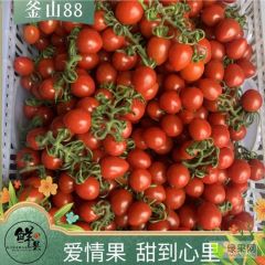 【釜山88圣女果今日行情】价格在8块左右(此果糖份耐运输高农药残留少