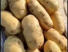 冷库土豆大量供应