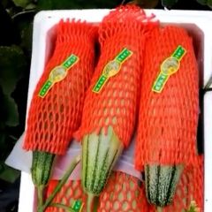 寿光羊角蜜、博洋九上市了