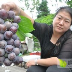山东金乡大棚鲜葡萄：2022金乡周庄万亩葡萄基地