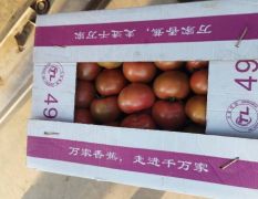 昌黎县水果柿子少量上市了！