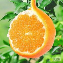 10万斤091无核沃柑供应