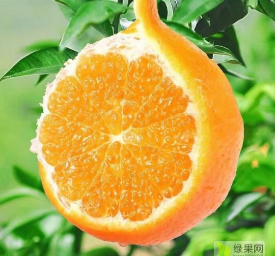 2022年广西扶绥091无核沃柑价格