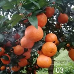 20万斤091无核沃柑待售