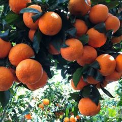 宾川沃柑大量上市