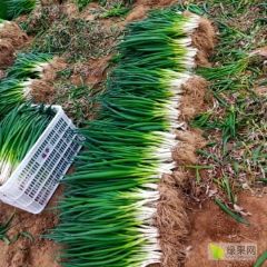 供应分葱小葱章丘长白大葱，产地代办，是一手货源，诚实守信原则，客户利
