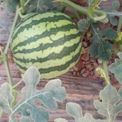 云南美都麒麟西瓜