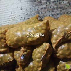 出售土豆原种 226土豆