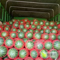 美都西瓜 6斤打底 9成熟 包成熟度 代发全国