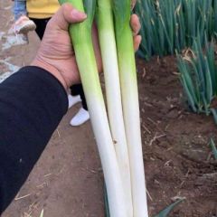 贵州铁杆大葱，私人大葱基地，诚信经营，客户至上。